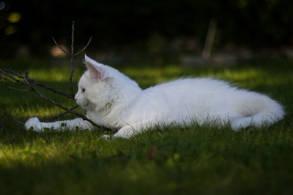 White cat playing in the grass