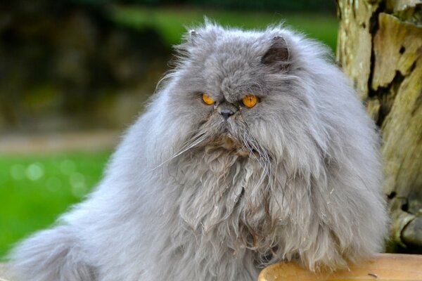 Puszysty perski kot z wyniosłym spojrzeniem