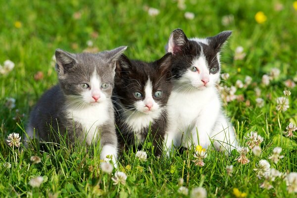 Three kittens in a clearing with clover