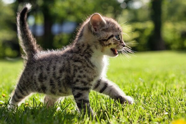 Gatito caminando sobre la hierba bajo el sol