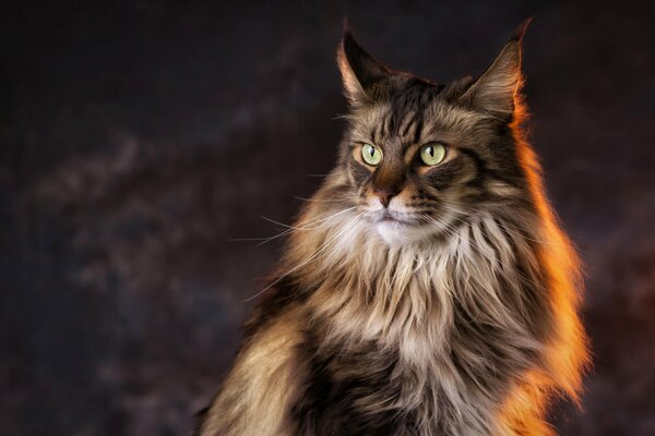 The light falls on the Maine Coon cat