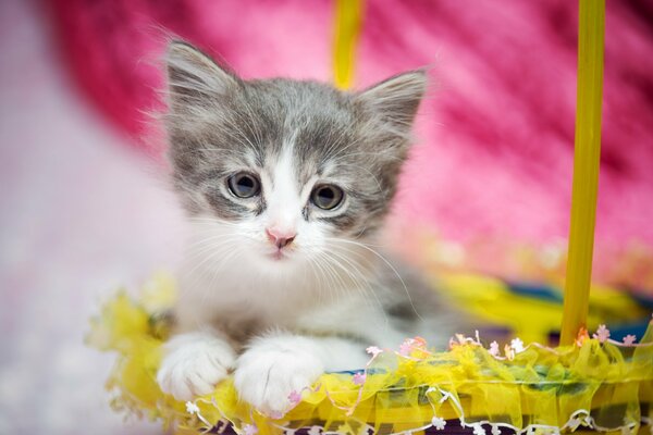 Cute kitten in a basket. Gift