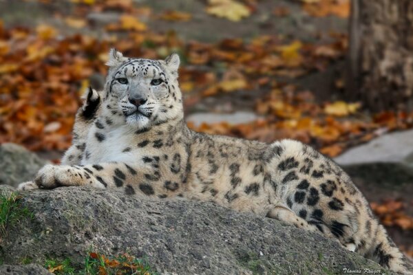 Snow leopard on a stone in autumn. A wild cat. Fauna