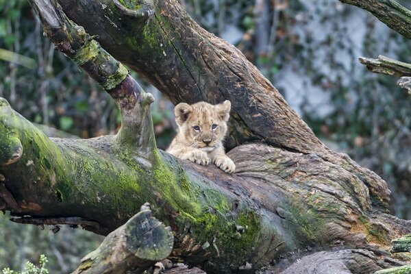 Chaton @tambako The jaguar