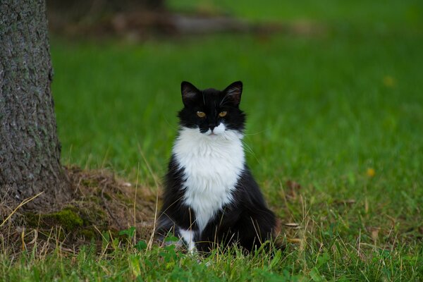 Schwarze und weiße Katze auf grünem Gras