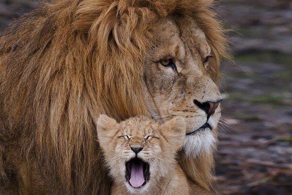 A male lion and a small lion cub
