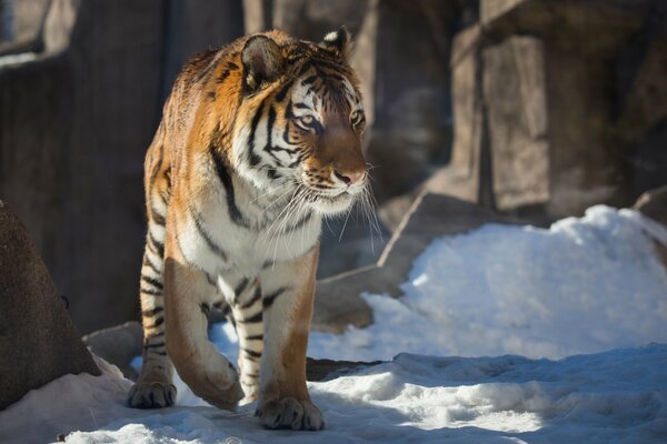 Der wilde Tiger wartet im Winter auf Beute