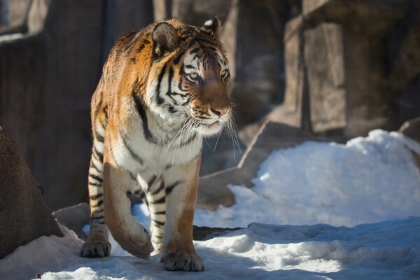 Dziki tygrys czeka na zdobycz zimą