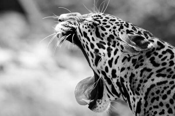 Leopard with an open mouth