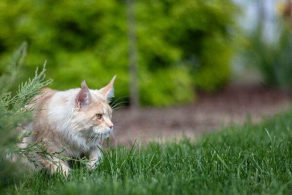 El gato caza en verano