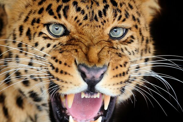 A leopard with a predatory grin