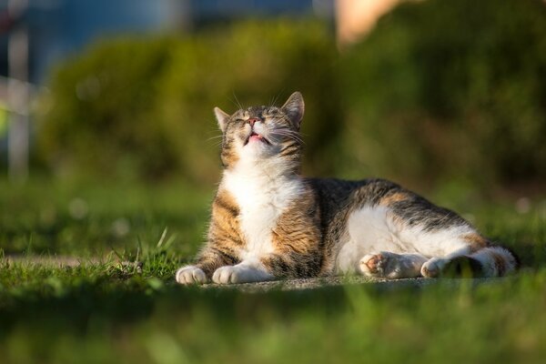 Gato acostado en la hierba verde