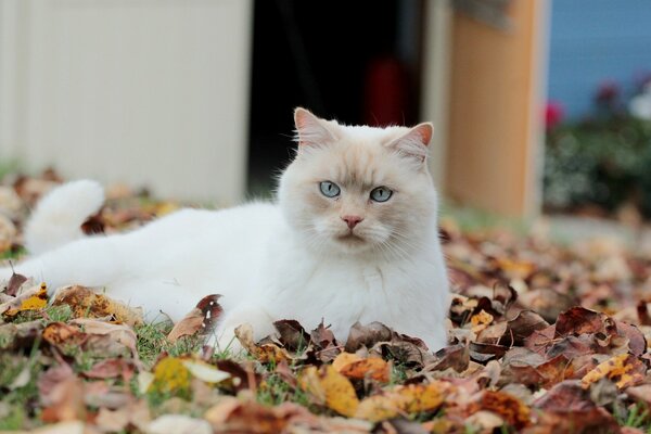 Gato sentado en el follaje de otoño