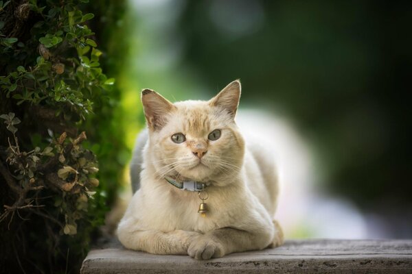 Chat pensif avec une cloche