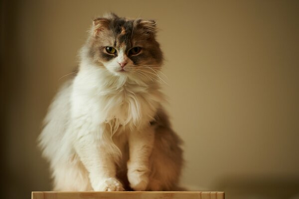 Flauschige Katze schaut in die Kamera