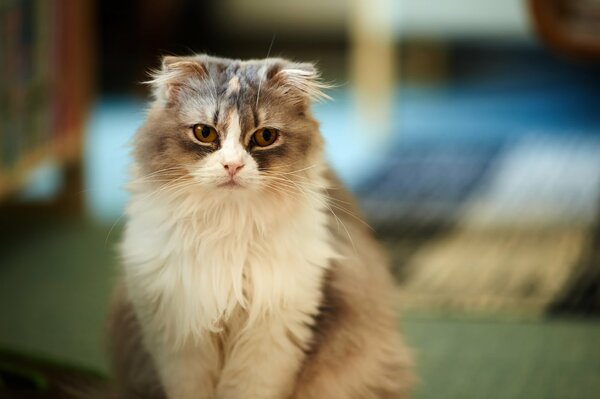 The lop-eared cat looks sad