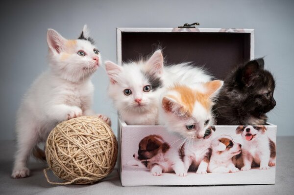 A ball, a box of fluffy kittens