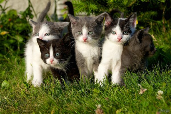 Cinq chatons se prélassent sur l herbe