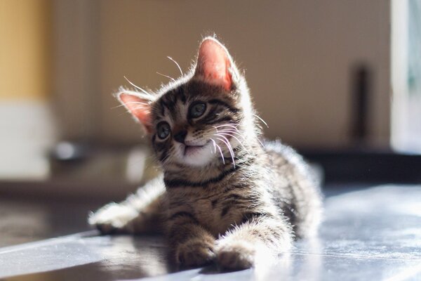 A gray striped kitten is lying