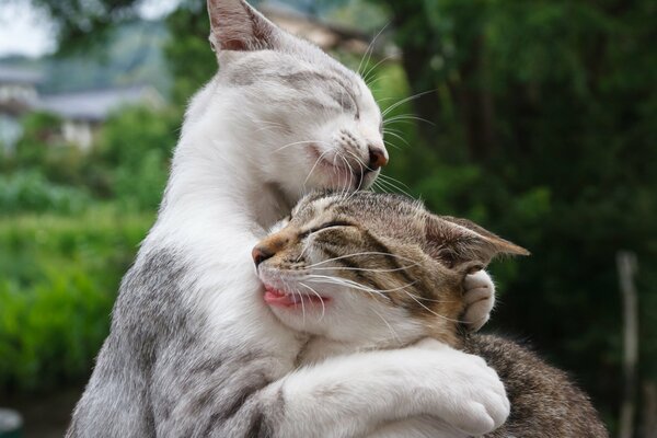 Two grey cats hug