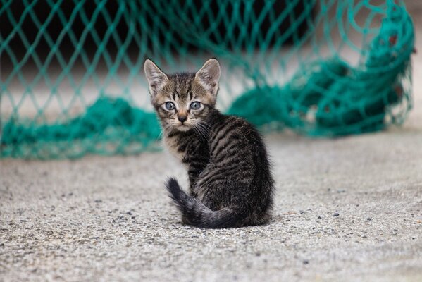 Chaton sur fond de grille verte