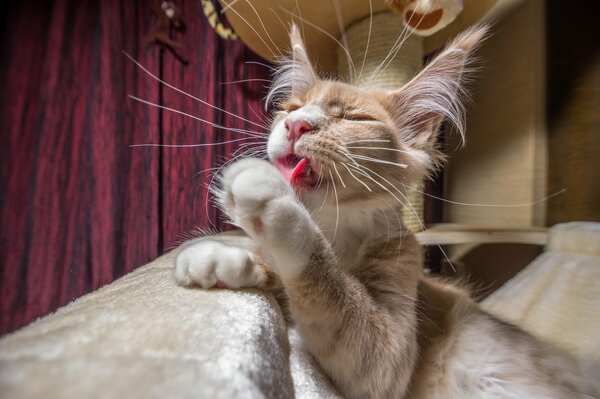 Maine coon wäscht ihre zottigen Pfoten