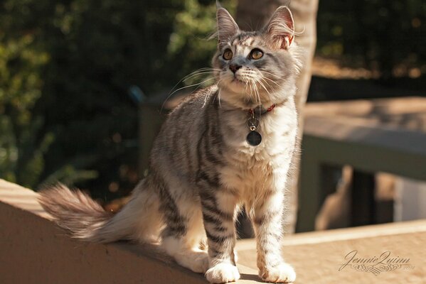 Chat moelleux dans un collier