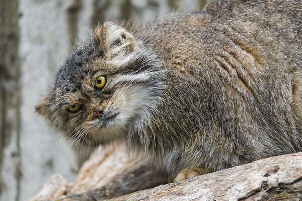 Manul the reed cat and his look