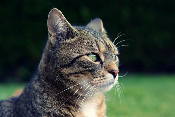 A gray, impudent cat s face on the lawn