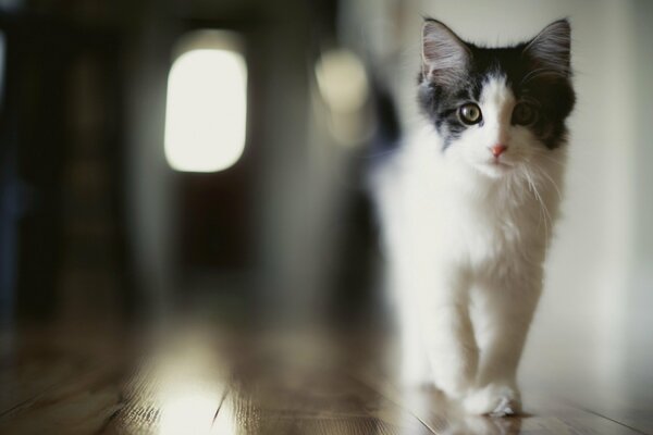 Le chat regarde prudemment le reflet de l homme dans le verre