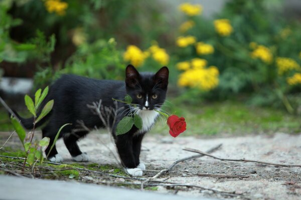 Il gatto nero porta una rosa rossa