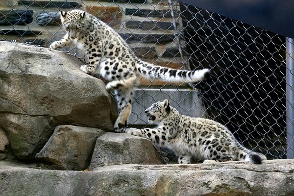 Juego de leopardos de las Nieves en el aviario