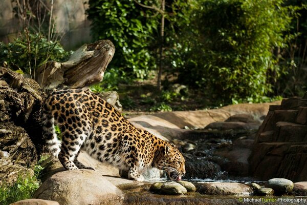 The leopard drinks water from the river. A wild cat. Fauna