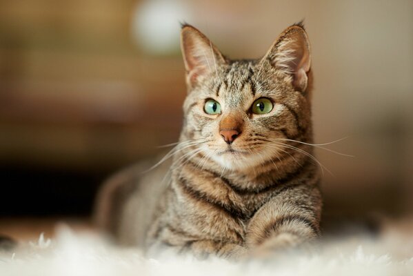 Chat gris polasatymi se trouve sur le tapis