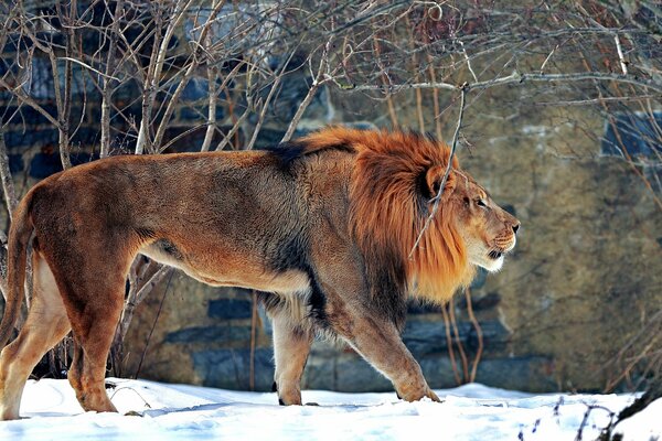 Löwe mit prächtiger Mähne im Winterzoo