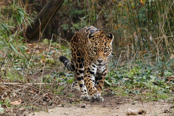 Jaguar dans un habitat familier