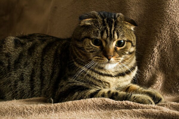 A beautiful lop-eared cat of the Scottish breed