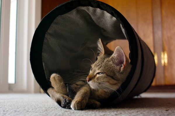 Cozy photo of a cat in the house