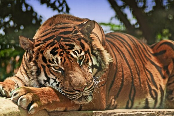 Огромный тигр смотрит в камеру
