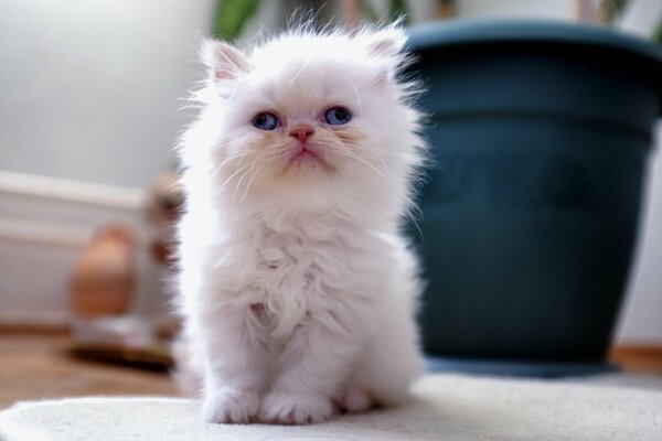 Pequeño gatito bizco blanco peludo