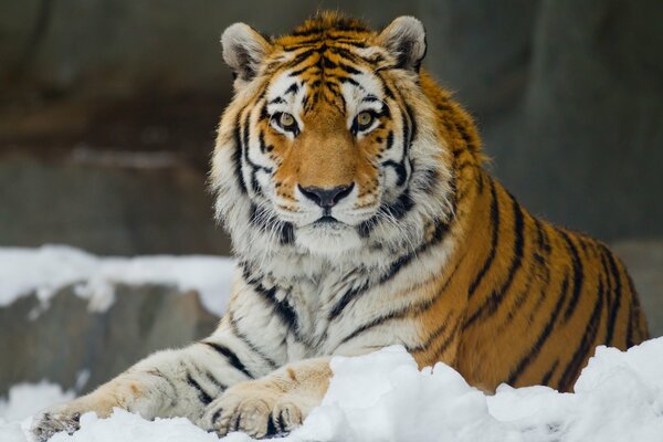 The Amur tiger with an intelligent look lies on the snow