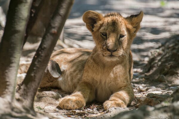 A lion cub on a gray background