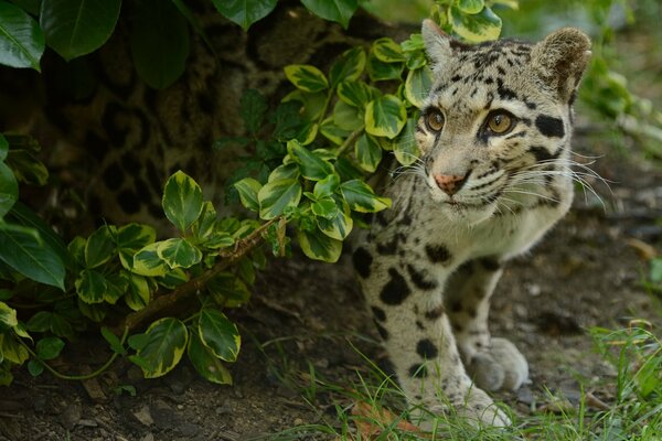 A smoky young leopard hides under a branch