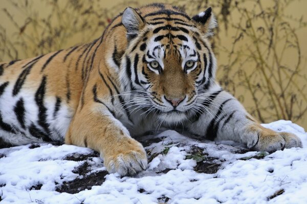 Tiger in the snow. Winter