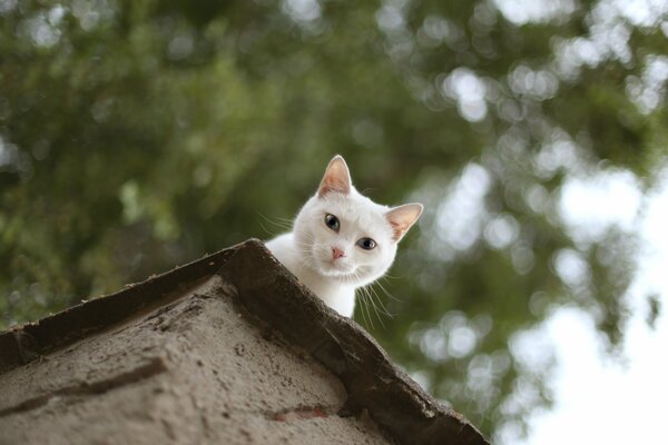 A white cat looks out from the roof