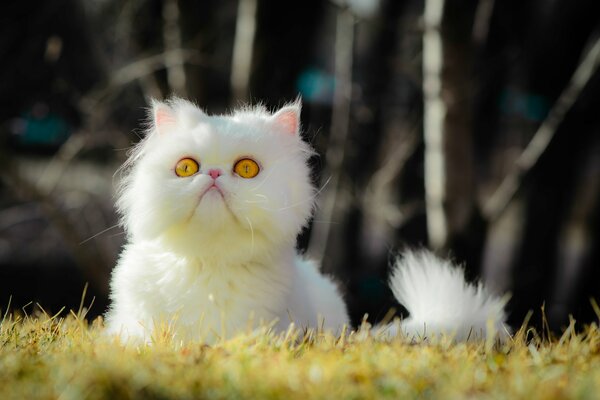 White cat with yellow eyes on the grass