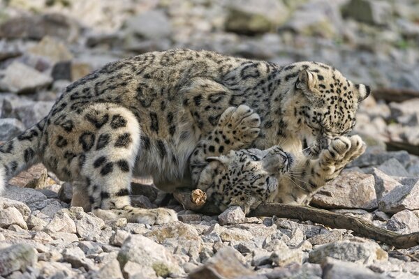 Léopard des neiges se trouve sur les rochers