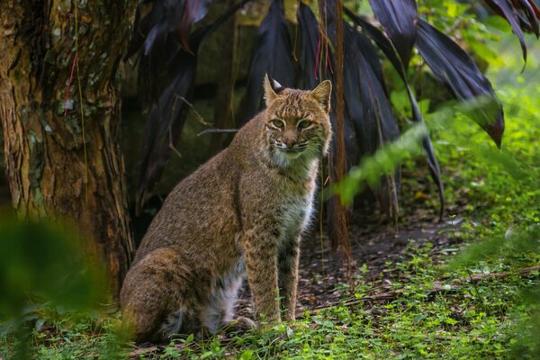 Gato salvaje sentado en el bosque