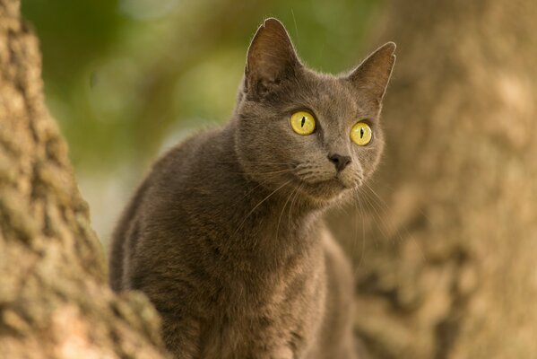 Chat gris à la recherche d un regard expressif