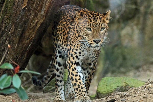 El leopardo depredador es un gato salvaje en África